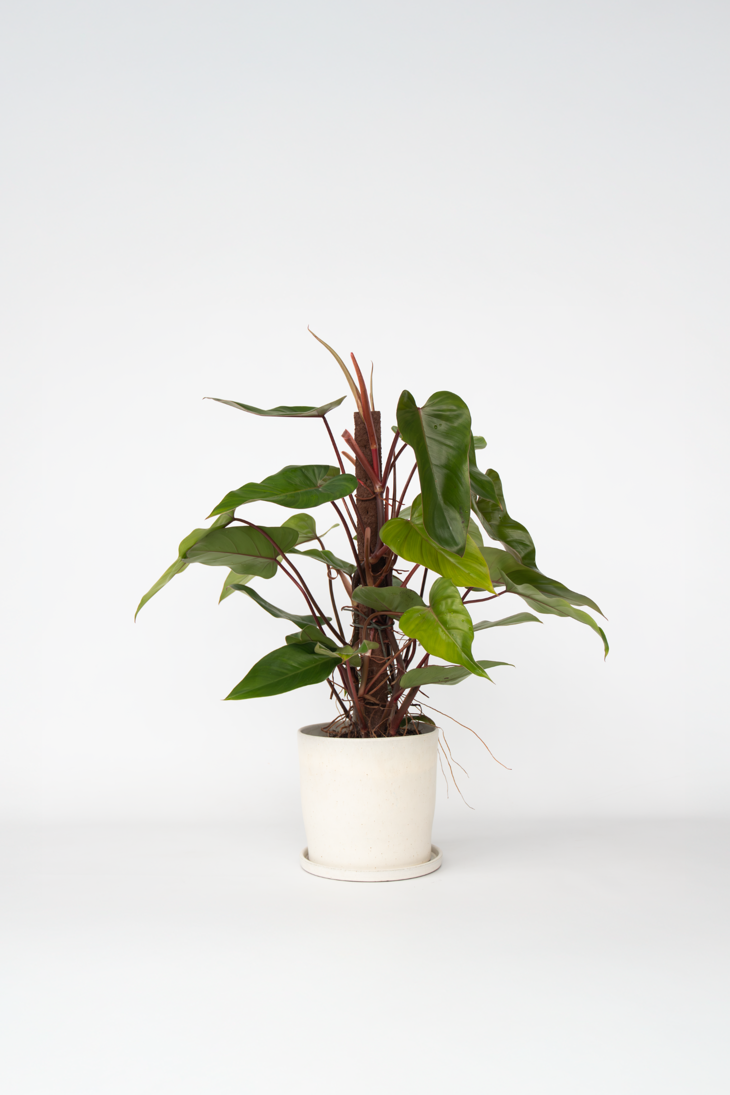 Philodendron Red Emerald – Plante D’Intérieur