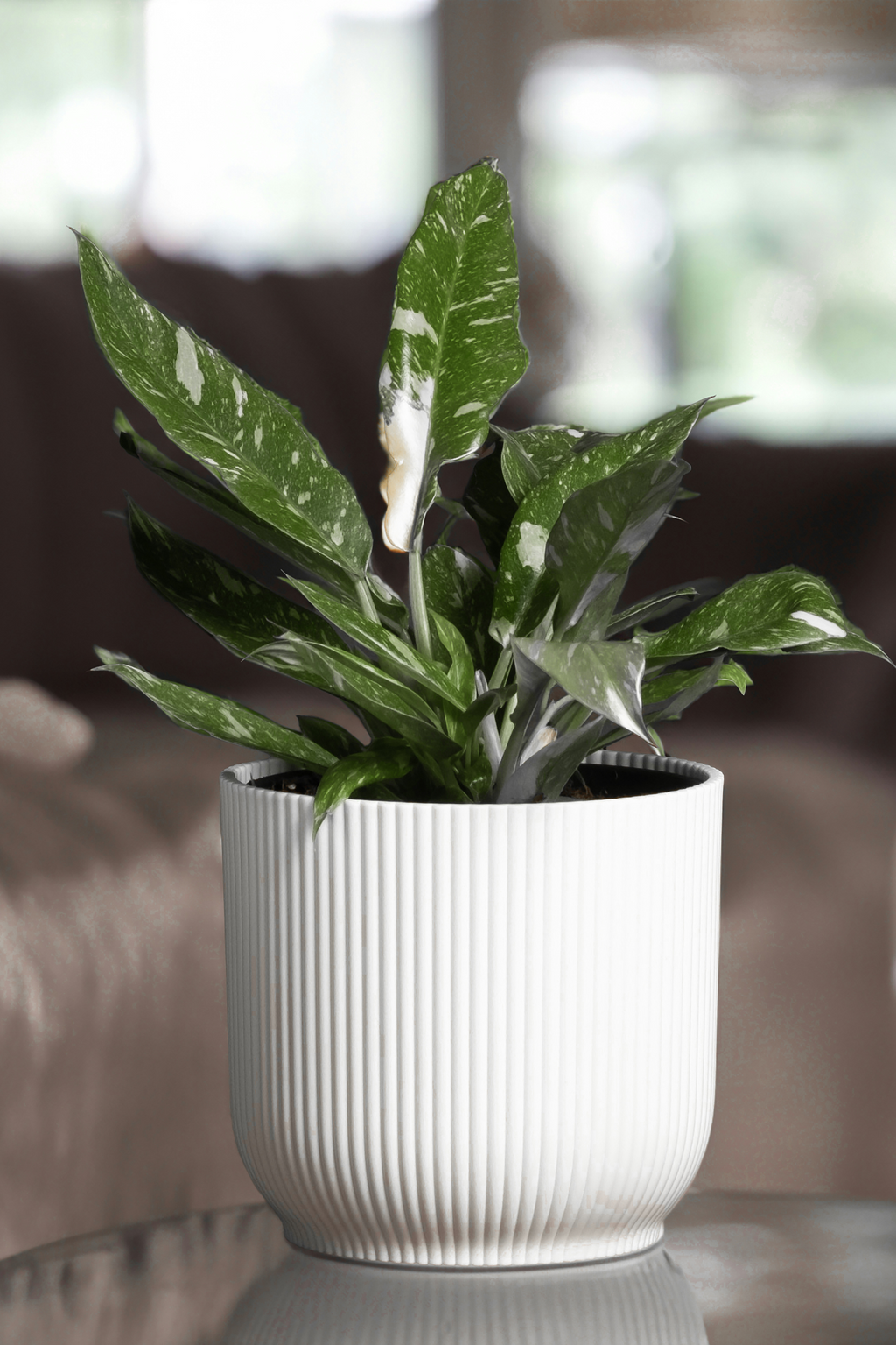 Philodendron Cobra – Plante D’Intérieur