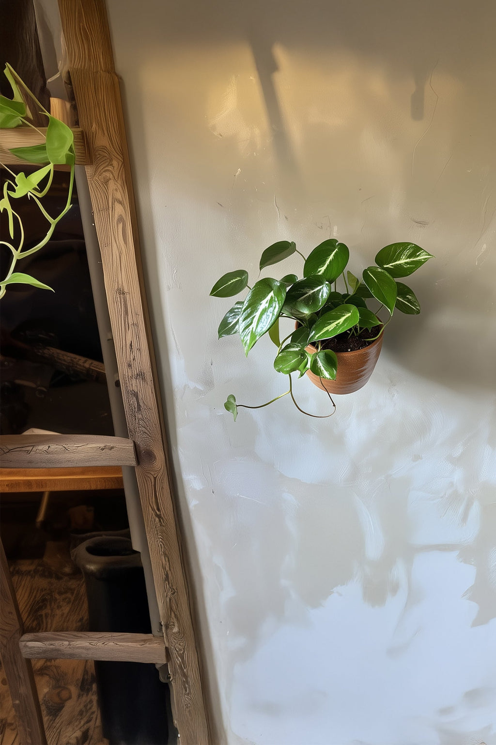 Philodendron Cobra – Plante D’Intérieur