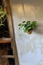 Philodendron Cobra – Plante D’Intérieur
