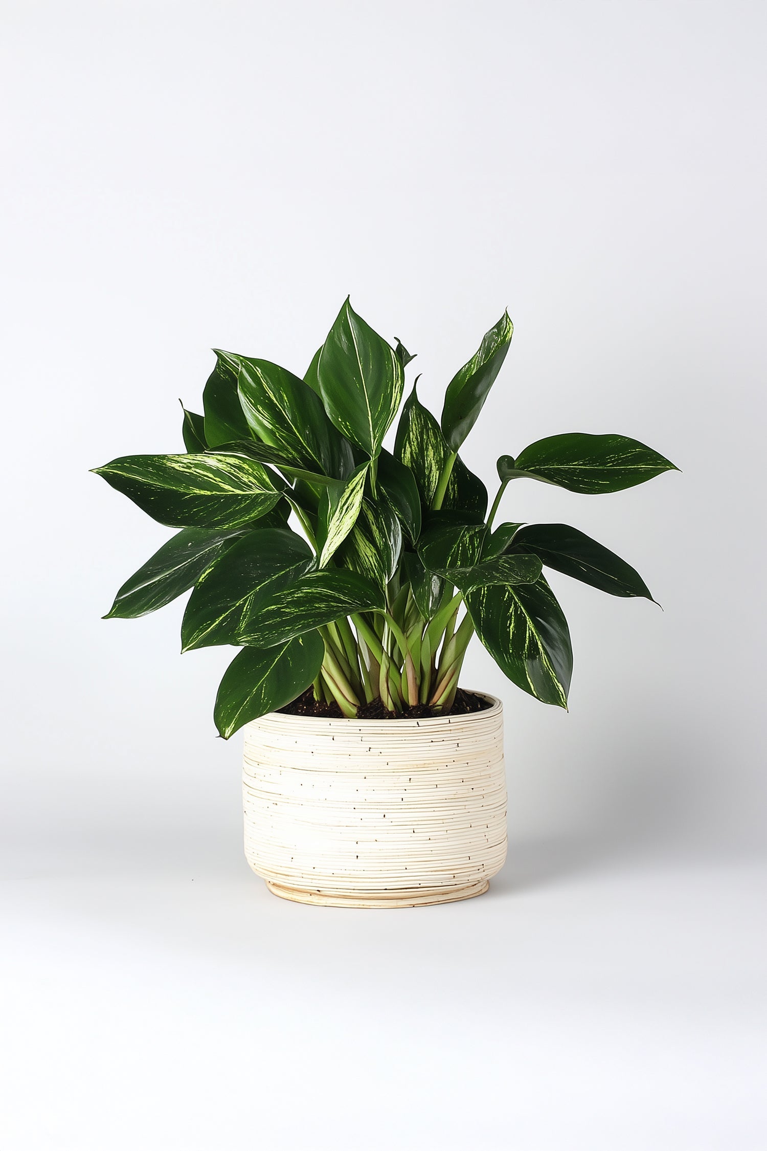 Philodendron Cobra – Plante D’Intérieur