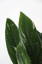 Philodendron Cobra – Plante D’Intérieur