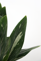 Philodendron Cobra – Plante D’Intérieur