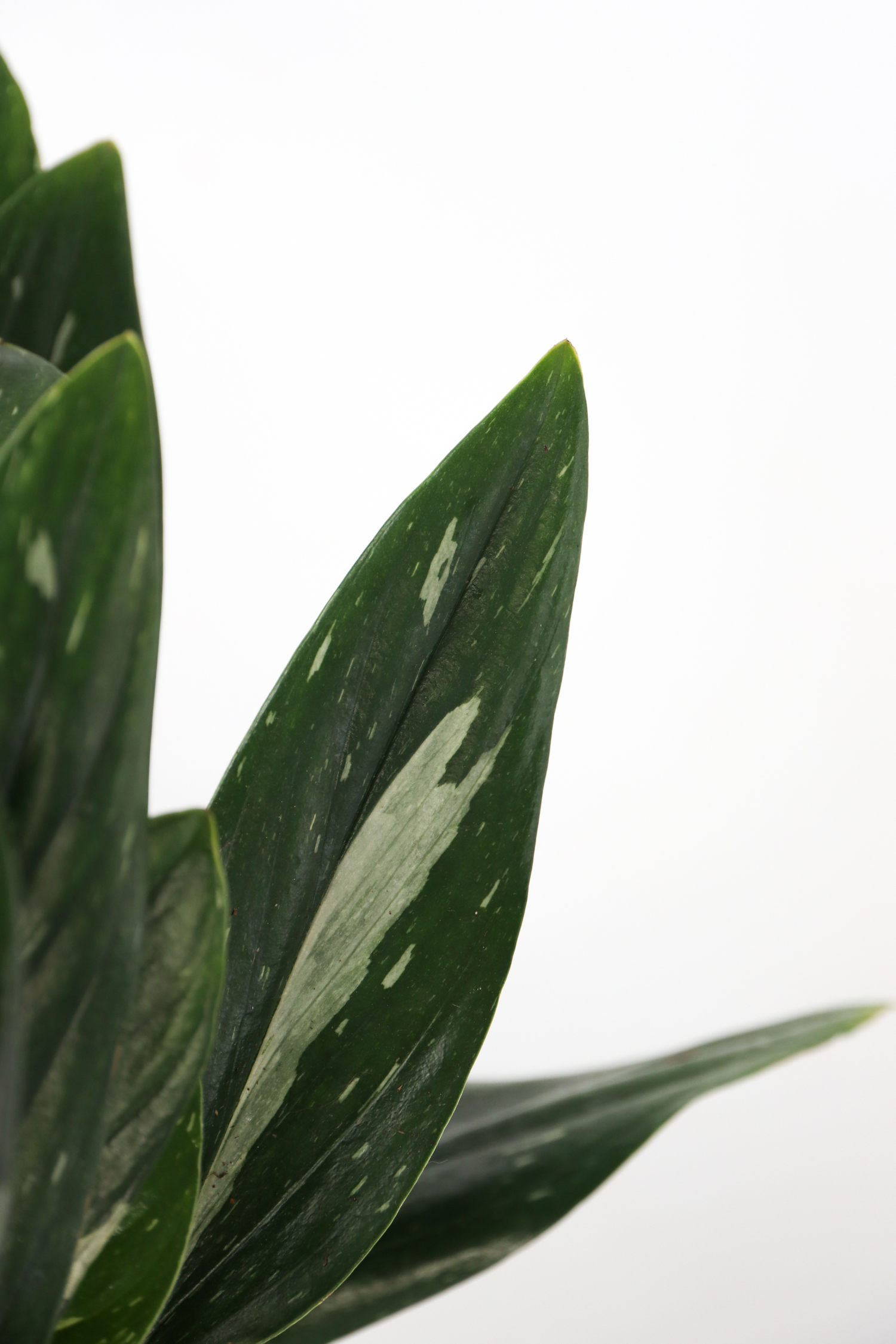 Philodendron Cobra – Plante D’Intérieur