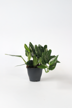 Philodendron Cobra – Plante D’Intérieur
