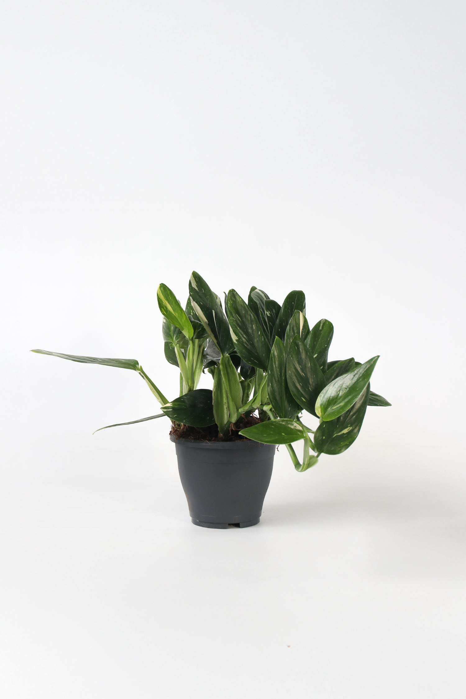 Philodendron Cobra – Plante D’Intérieur