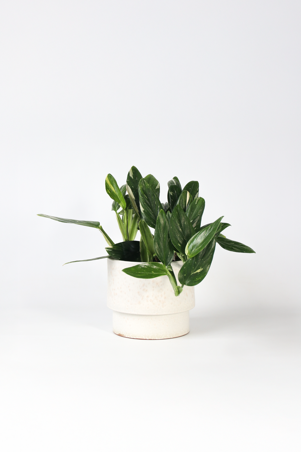 Philodendron Cobra – Plante D’Intérieur