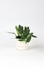 Philodendron Cobra – Plante D’Intérieur
