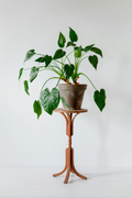Alocasia Cucullata – Plante D’Intérieur