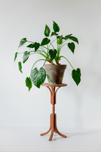 Alocasia Cucullata – Plante D’Intérieur