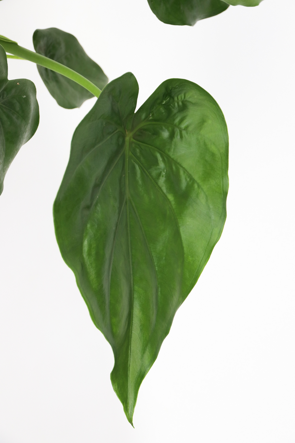 Alocasia Cucullata – Plante D’Intérieur