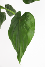 Alocasia Cucullata – Plante D’Intérieur