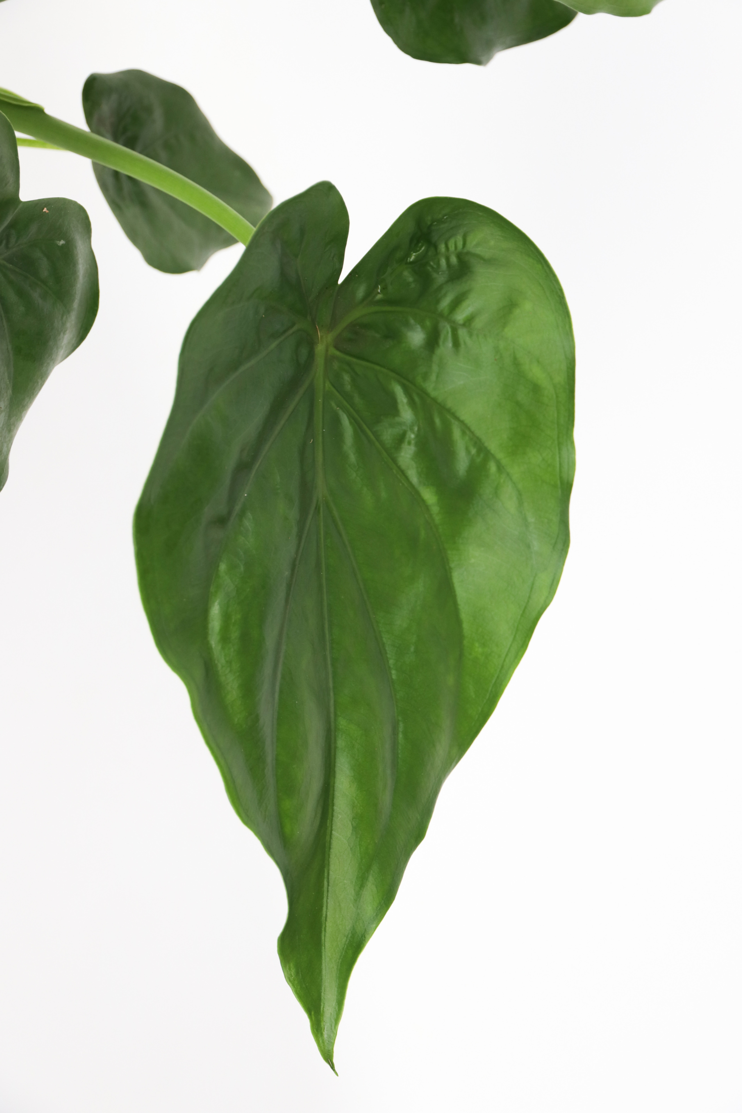 Alocasia Cucullata – Plante D’Intérieur