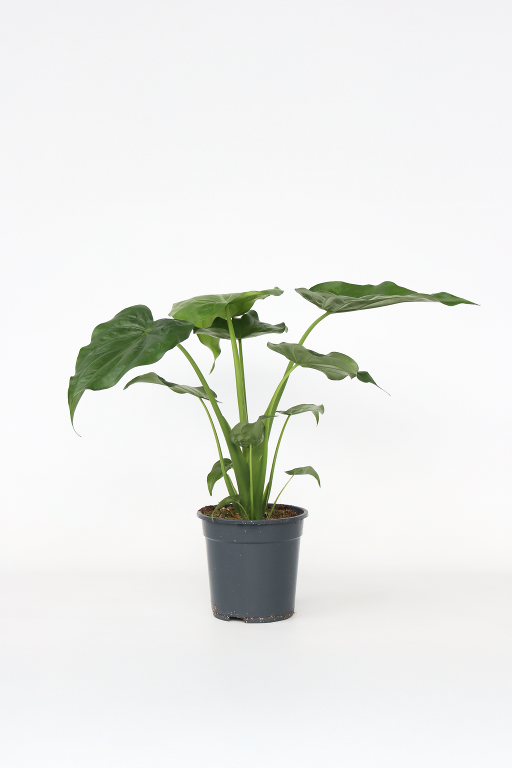 Alocasia Cucullata – Plante D’Intérieur