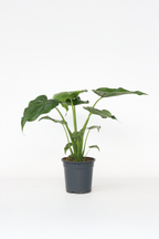 Alocasia Cucullata – Plante D’Intérieur