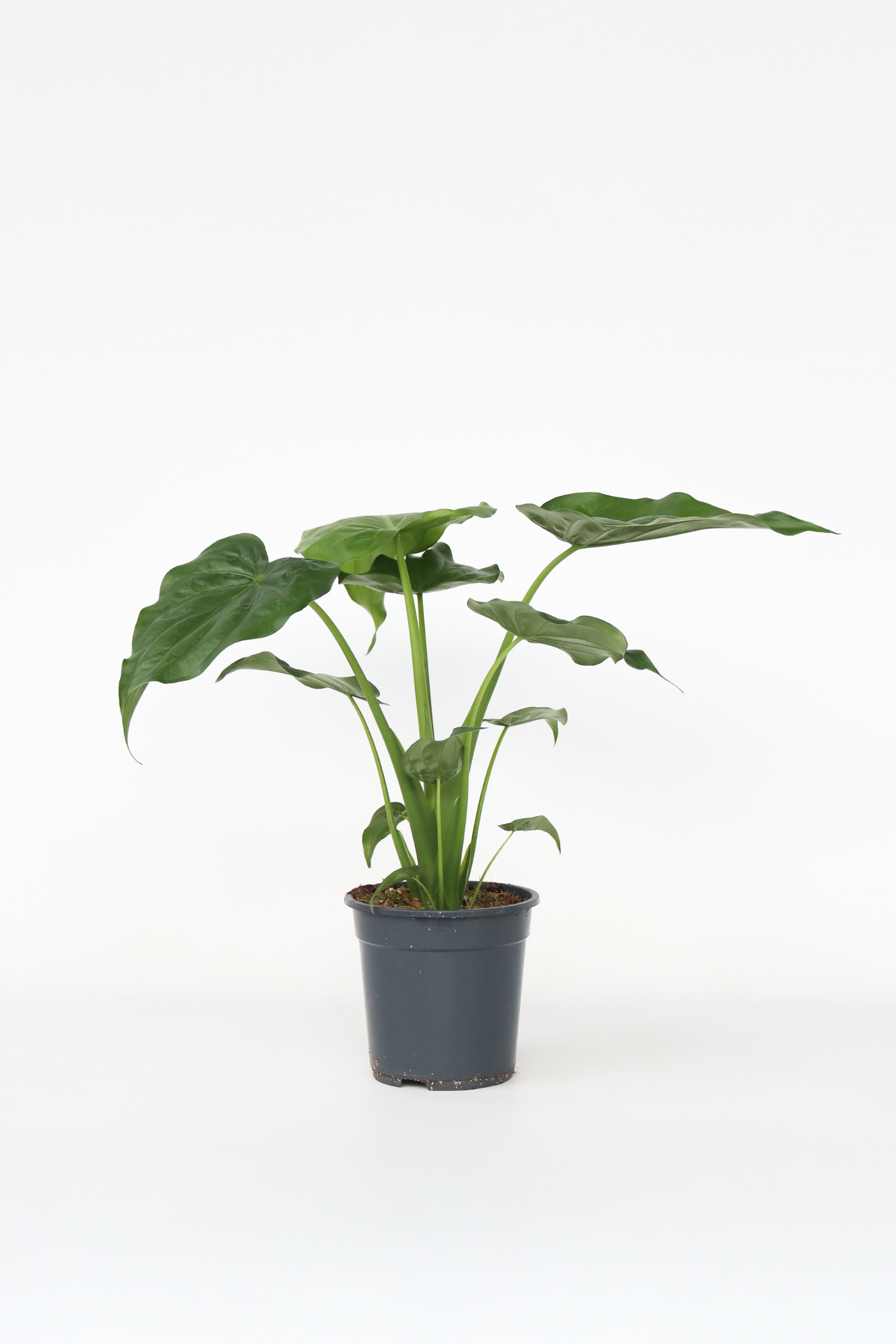 Alocasia Cucullata – Plante D’Intérieur