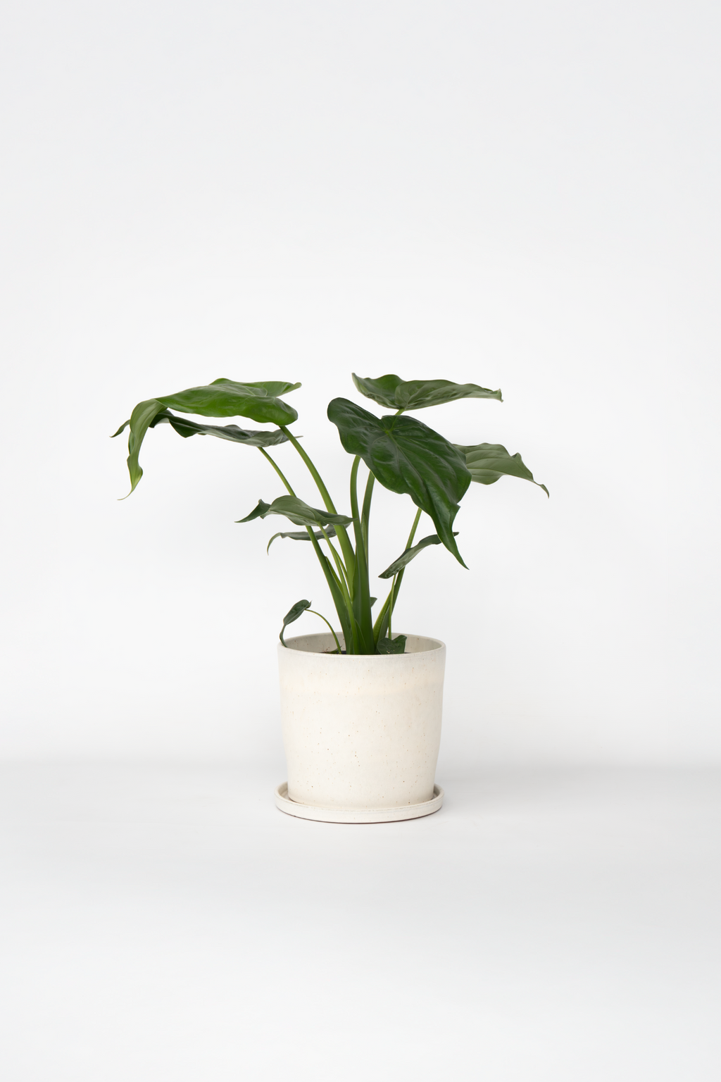 Alocasia Cucullata – Plante D’Intérieur