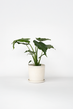 Alocasia Cucullata – Plante D’Intérieur