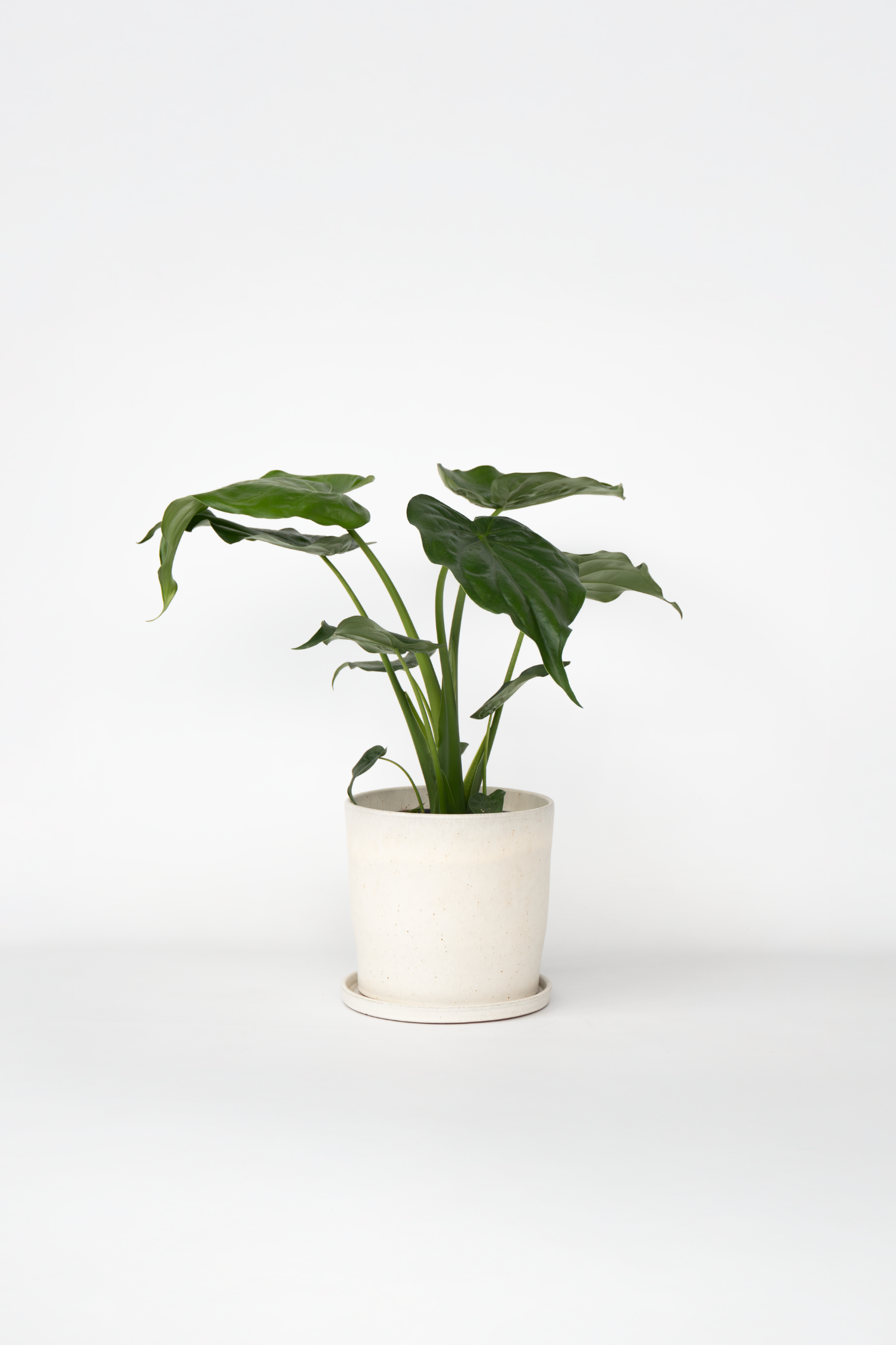Alocasia Cucullata – Plante D’Intérieur