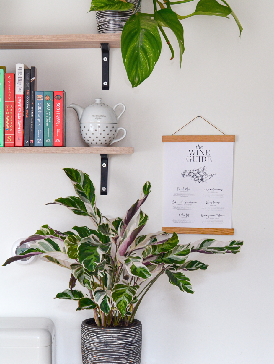 Lot De 2 Calathea ‘Fusion White’ – Plante D’Intérieur