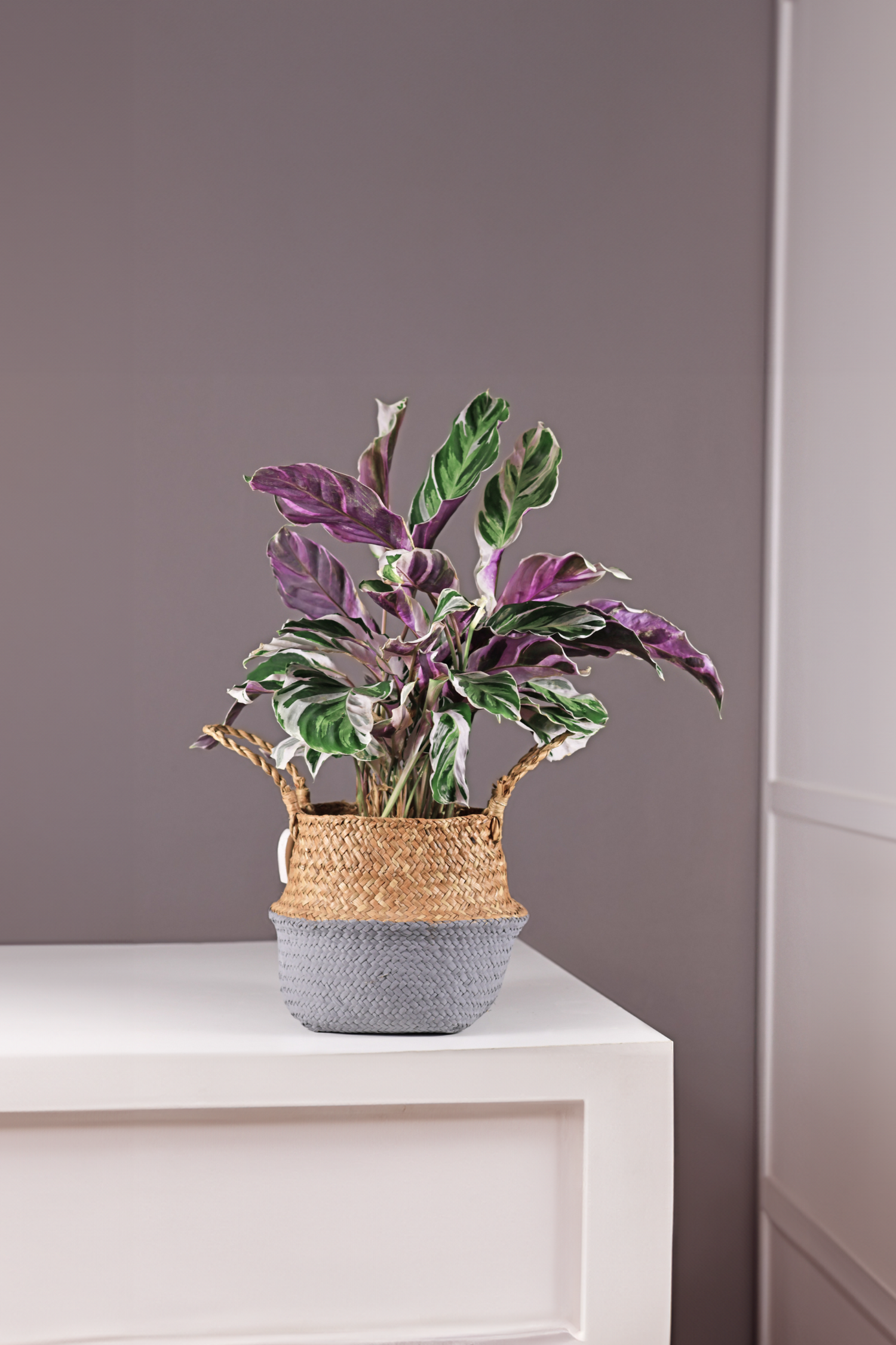 Lot De 2 Calathea ‘Fusion White’ – Plante D’Intérieur