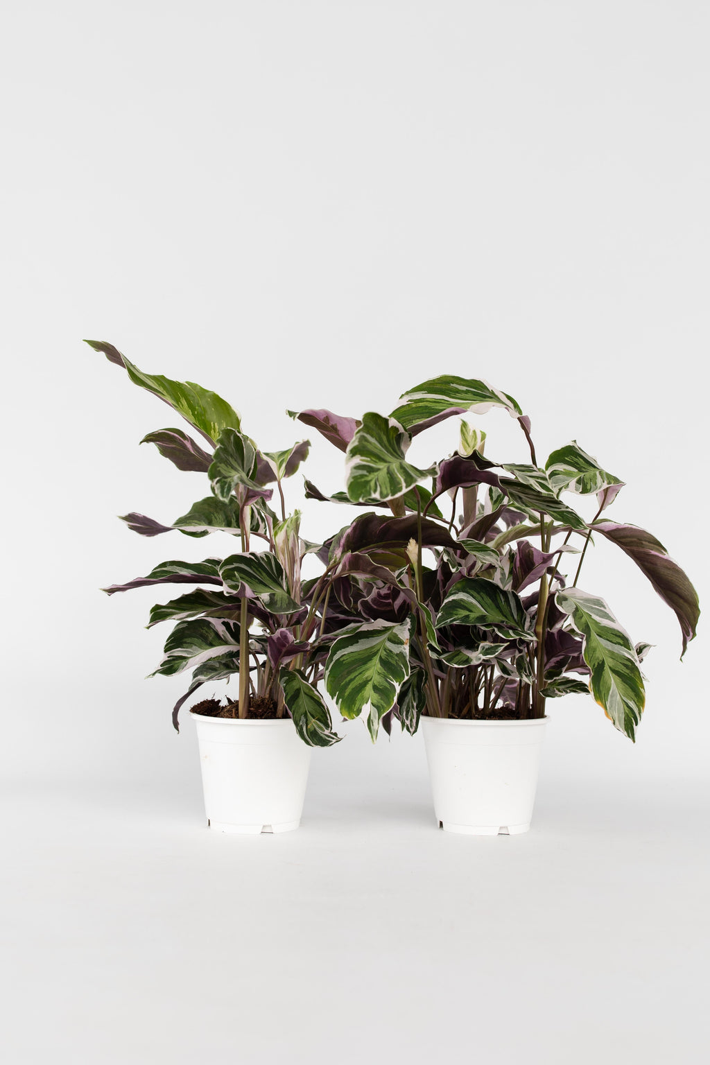 Lot De 2 Calathea ‘Fusion White’ – Plante D’Intérieur