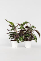 Lot De 2 Calathea ‘Fusion White’ – Plante D’Intérieur