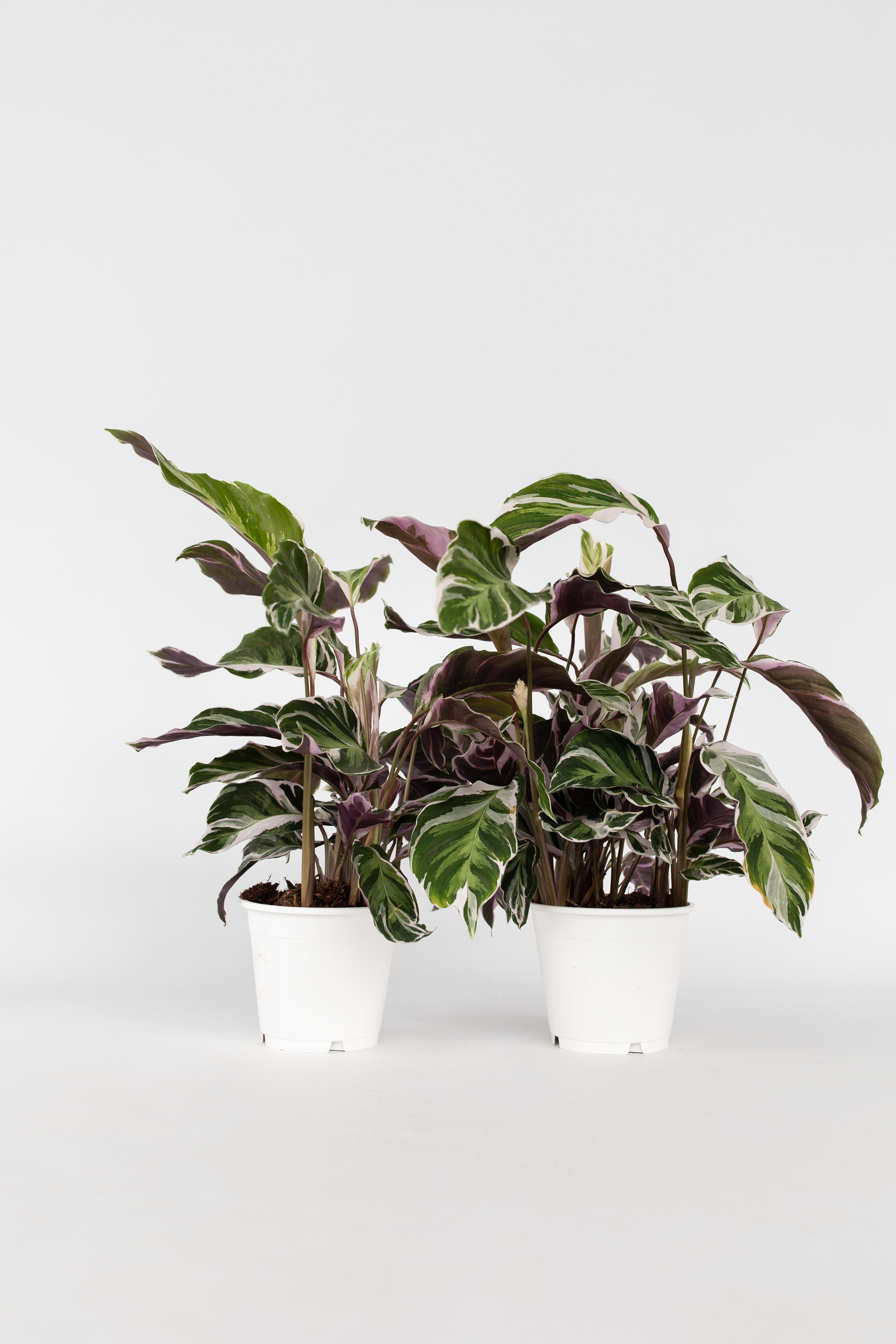 Lot De 2 Calathea ‘Fusion White’ – Plante D’Intérieur