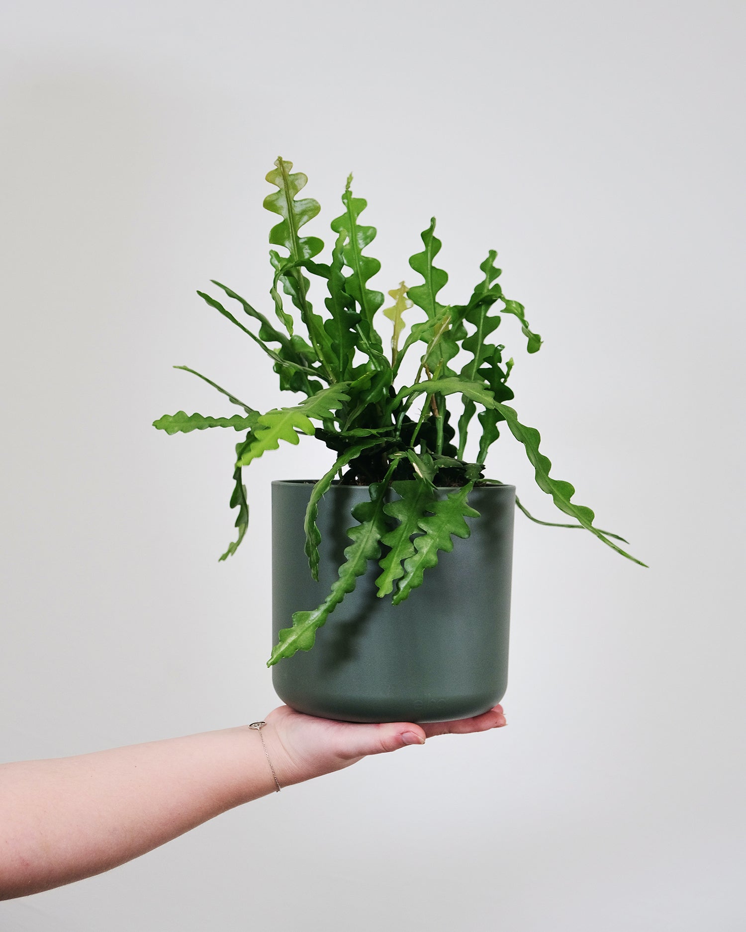 Epiphyllum Anguliger « Cactus Zigzag » – Plante D’Intérieur