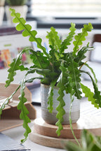 Epiphyllum Anguliger « Cactus Zigzag » – Plante D’Intérieur