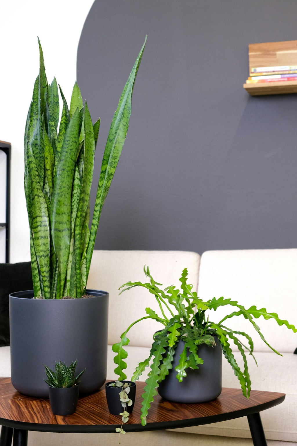 Epiphyllum Anguliger « Cactus Zigzag » – Plante D’Intérieur