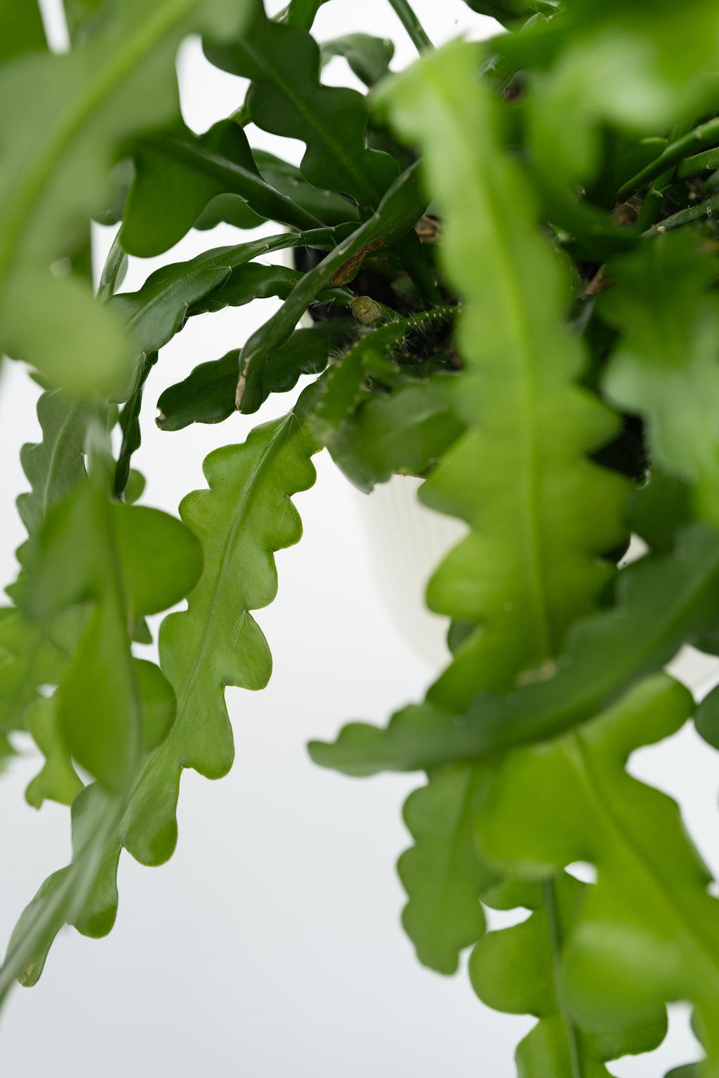 Epiphyllum Anguliger « Cactus Zigzag » – Plante D’Intérieur