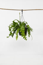 Epiphyllum Anguliger « Cactus Zigzag » – Plante D’Intérieur