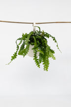 Epiphyllum Anguliger « Cactus Zigzag » – Plante D’Intérieur