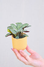 Lot De 2 Ctenanthe Amagris « Plante Prière » – Plante D’Intérieur