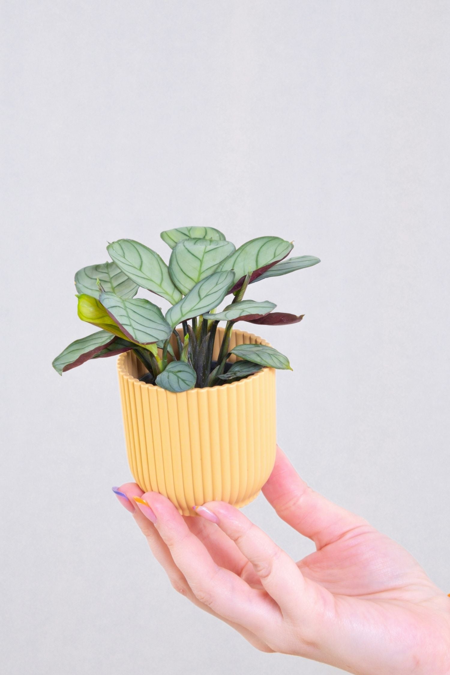 Lot De 2 Ctenanthe Amagris « Plante Prière » – Plante D’Intérieur