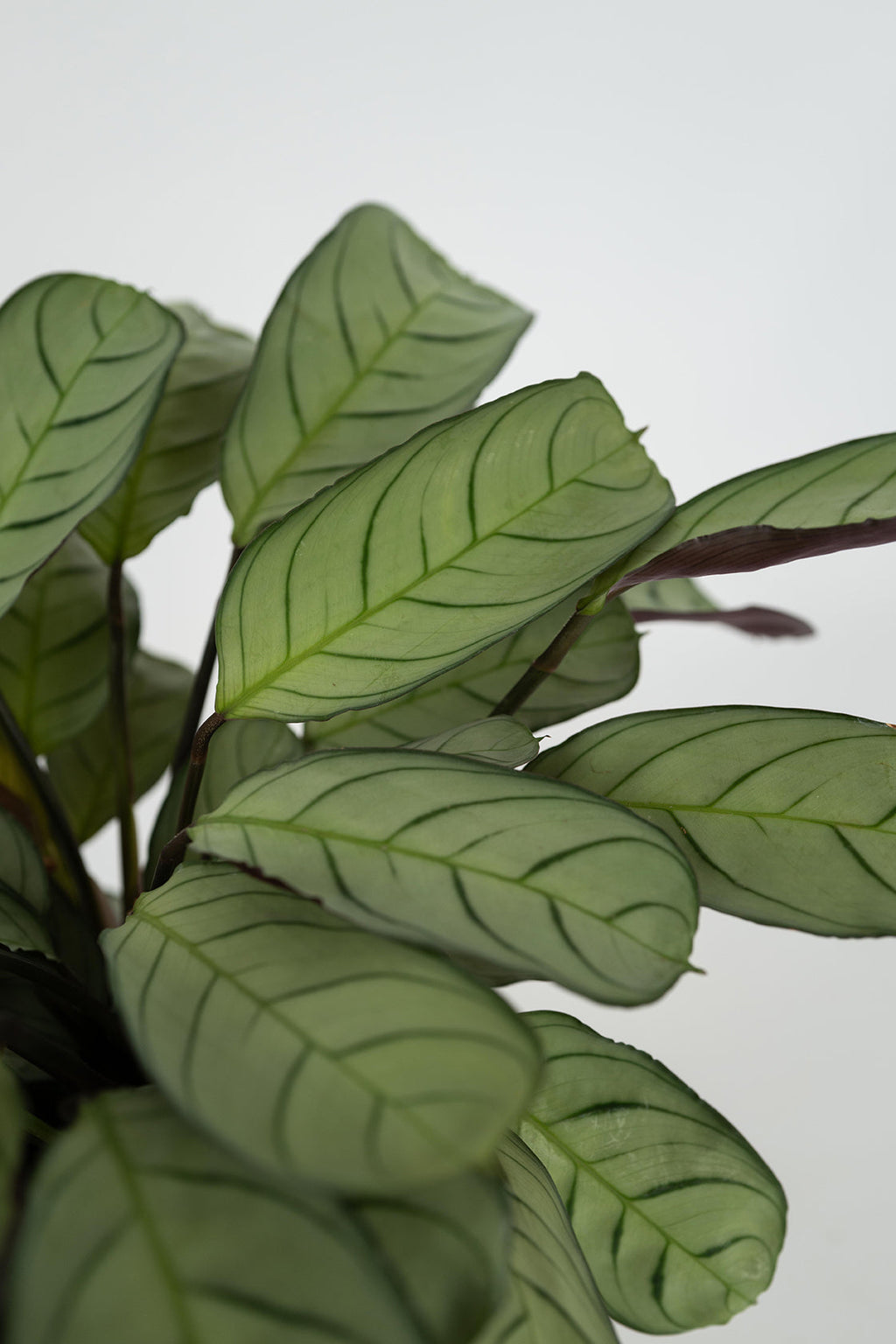 Lot De 2 Ctenanthe Amagris « Plante Prière » – Plante D’Intérieur
