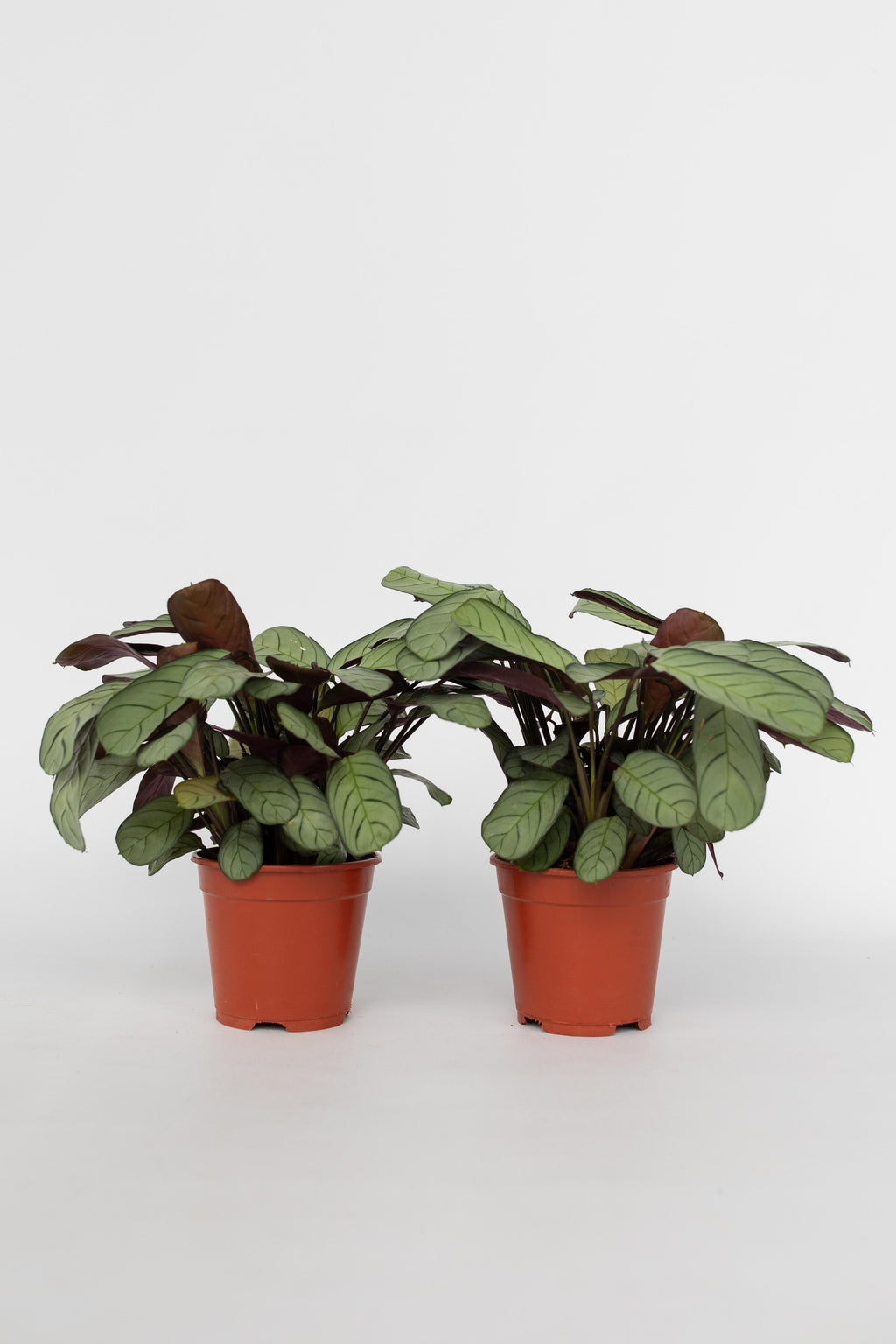 Lot De 2 Ctenanthe Amagris « Plante Prière » – Plante D’Intérieur