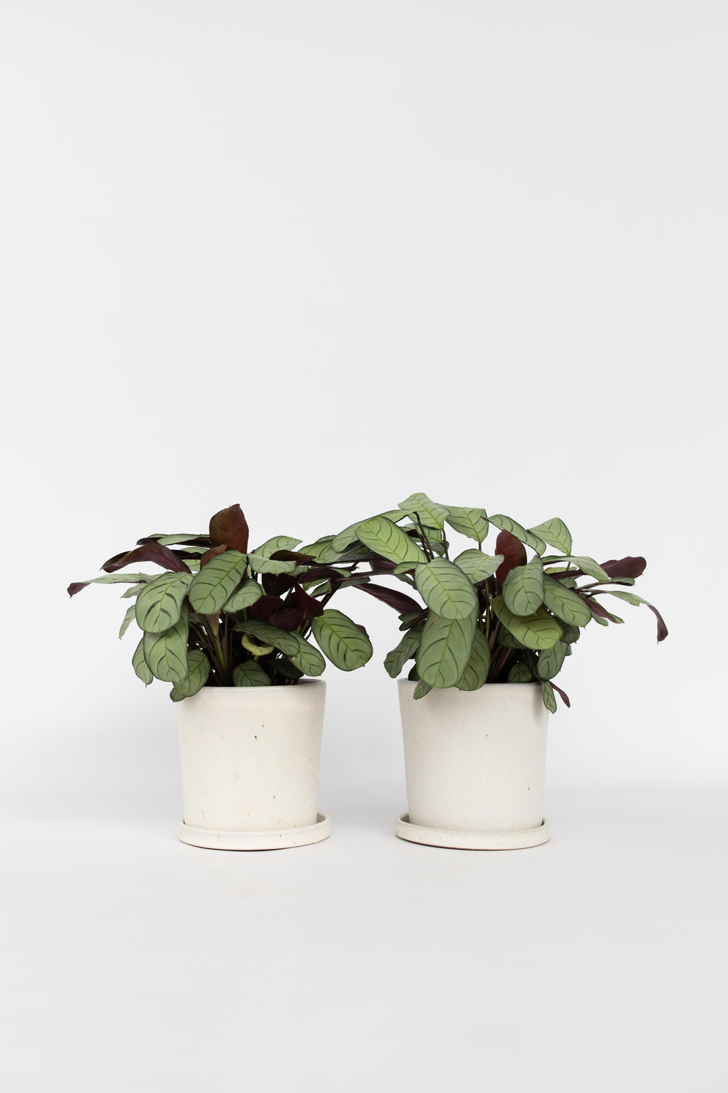 Lot De 2 Ctenanthe Amagris « Plante Prière » – Plante D’Intérieur