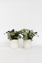 Lot De 2 Ctenanthe Amagris « Plante Prière » – Plante D’Intérieur