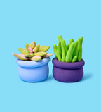 Pâte À Modeler - Bourgeons & Fleurs : Succulentes