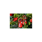 Chaussures Bottillons Salomé Bébé À Boucle Aloïs - Cuir Rouge - Mixte