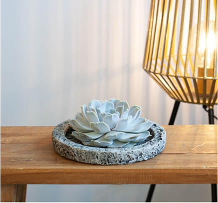 Echeveria Lilacina Dans Bol Koala Décoratif – Plante D’Intérieur