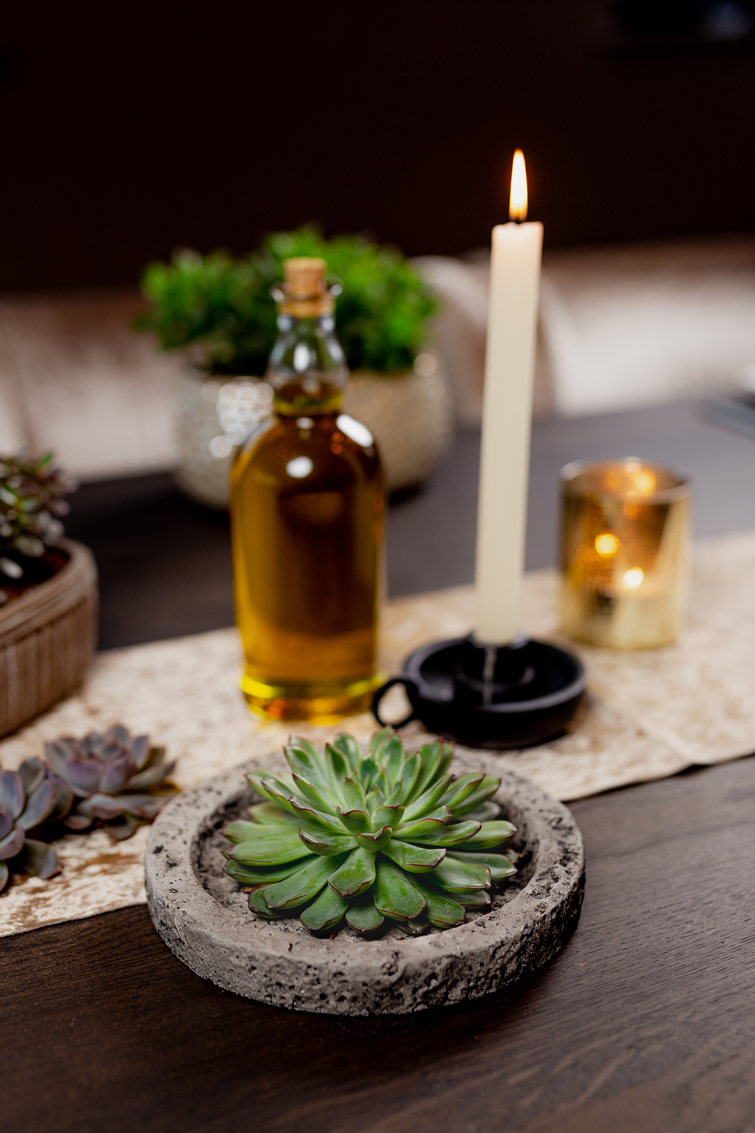 Echeveria Lilacina Dans Bol Koala Décoratif – Plante D’Intérieur