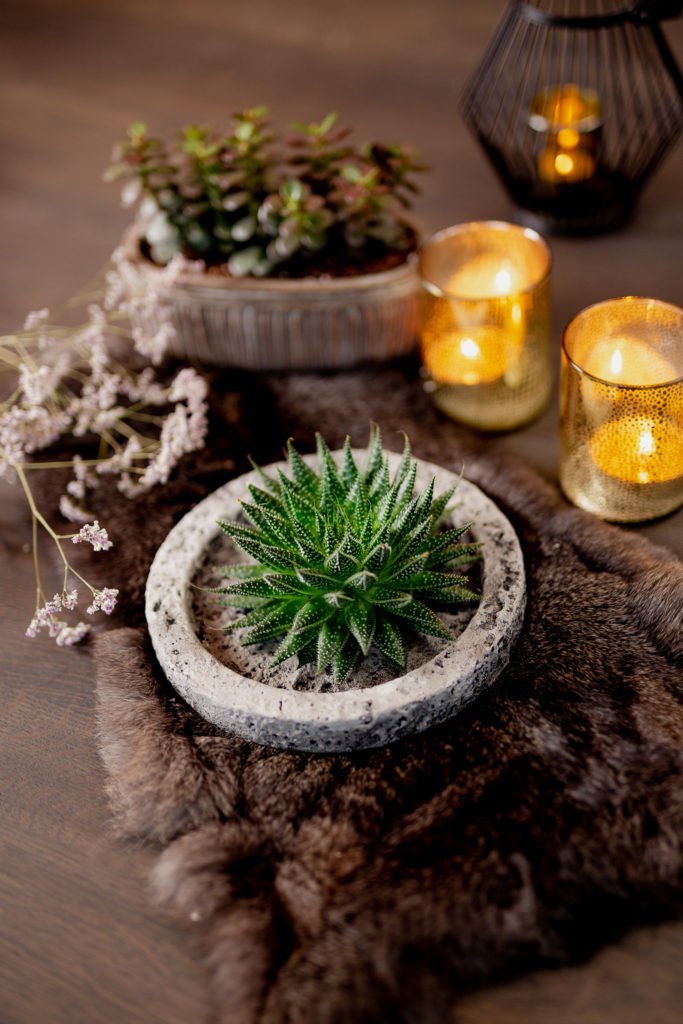Echeveria Lilacina Dans Bol Koala Décoratif – Plante D’Intérieur