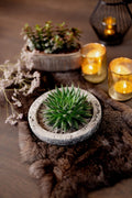 Echeveria Lilacina Dans Bol Koala Décoratif – Plante D’Intérieur