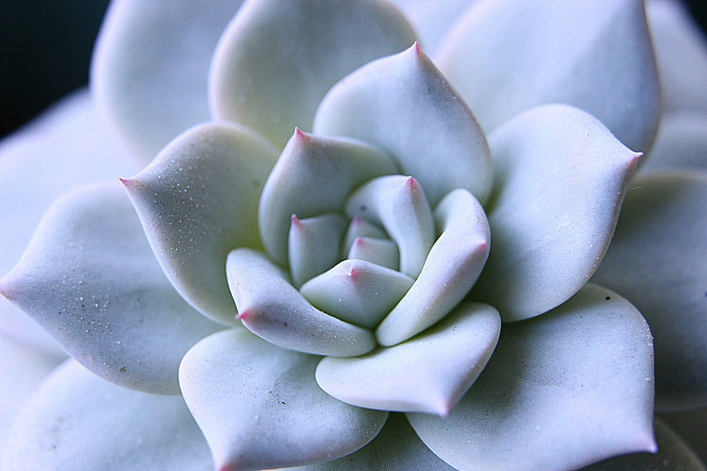 Echeveria Lilacina Dans Bol Koala Décoratif – Plante D’Intérieur