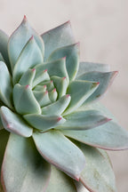 Echeveria Lilacina Dans Bol Koala Décoratif – Plante D’Intérieur