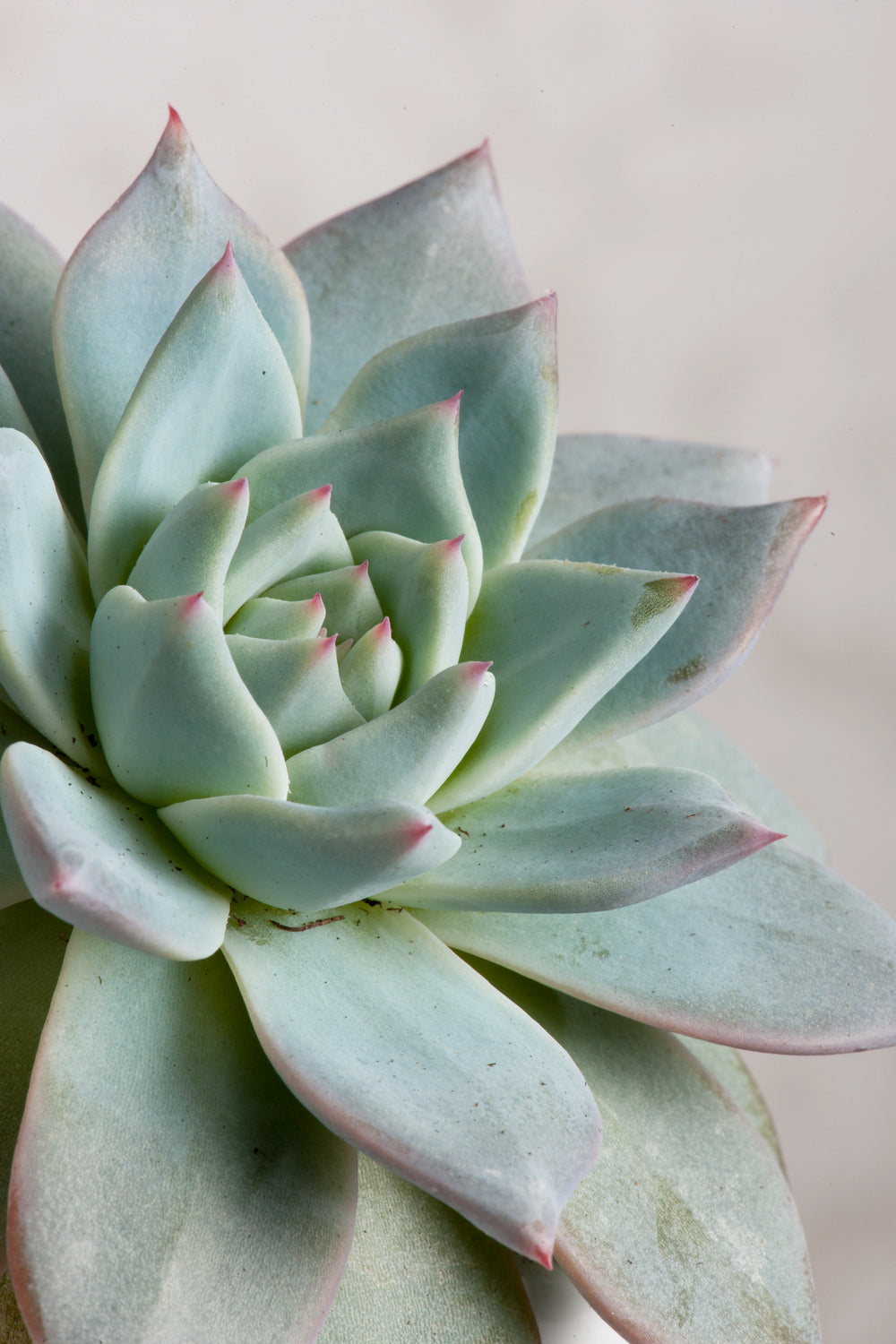 Echeveria Lilacina Dans Bol Koala Décoratif – Plante D’Intérieur