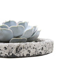 Echeveria Lilacina Dans Bol Koala Décoratif – Plante D’Intérieur